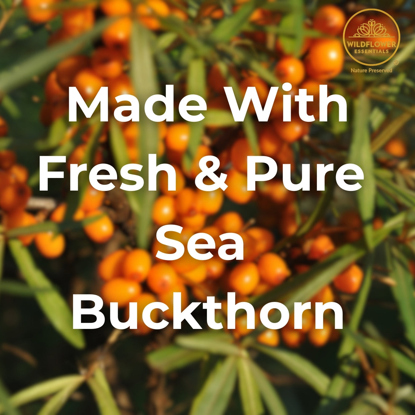 Sea Buckthorn Oil- Cold Pressed Wildflower Essentials