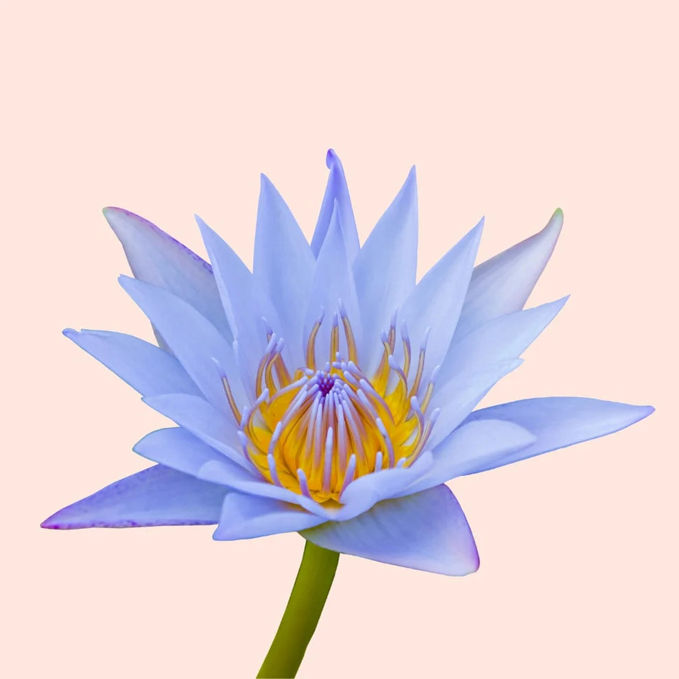 Blue Lotus Diffuser Aroma oil 1L