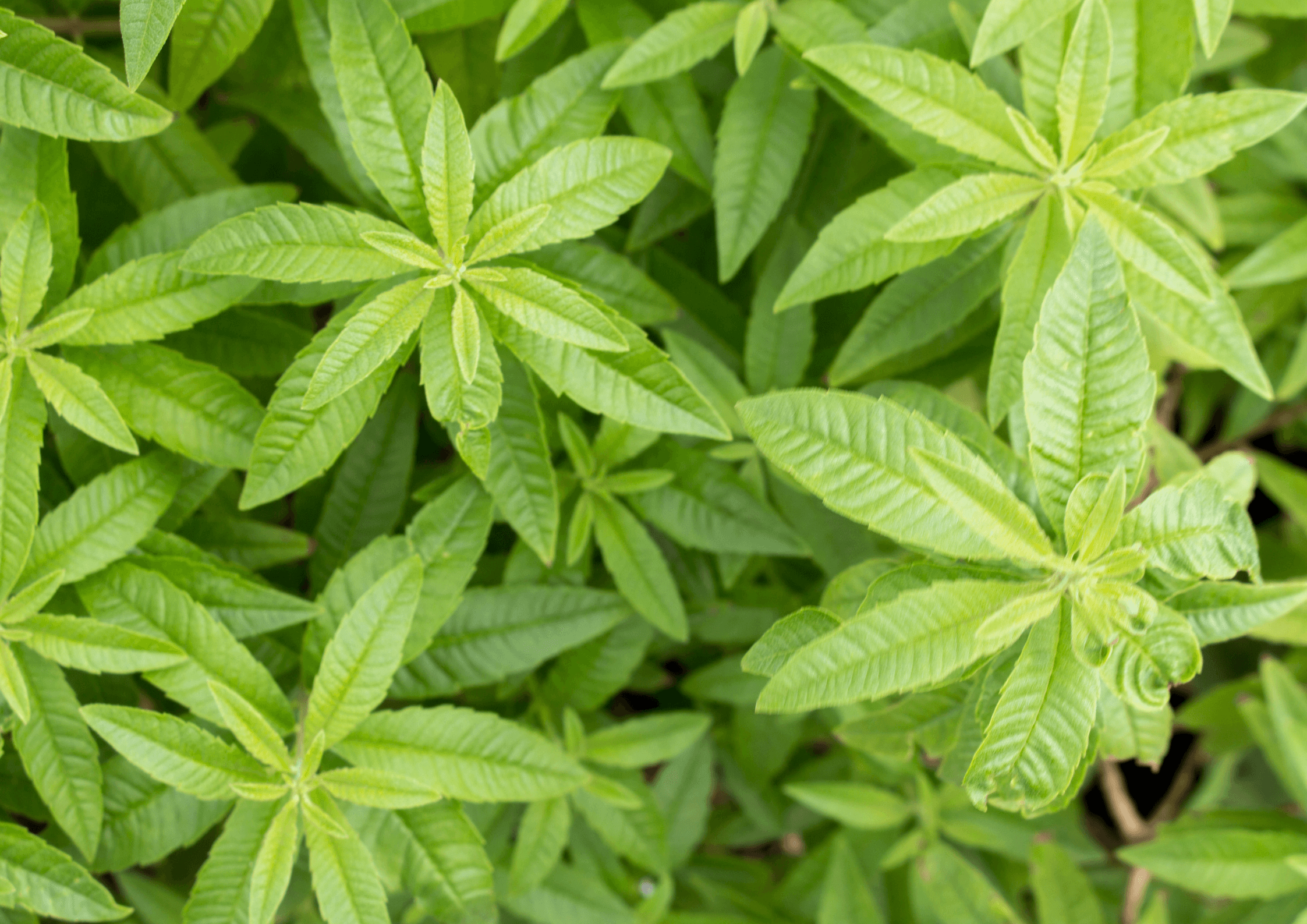 Causes of dull Lifeless Skin