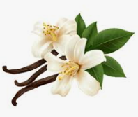 Vanilla Aroma Diffuser Oil 1L Wildflower Essentials