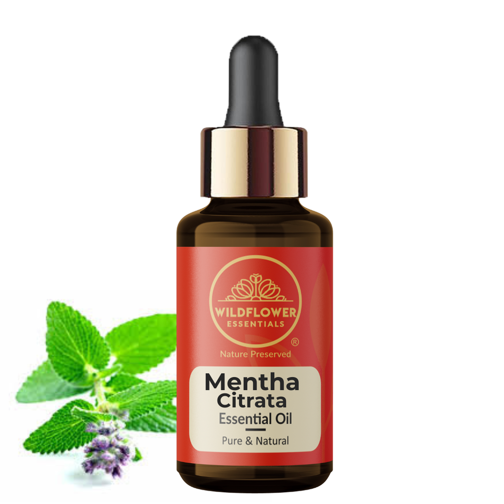 Mentha Citrata Essential Oil Wildflower Essentials