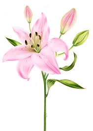 Pink Lily Aroma Diffuser Oil 1L Wildflower Essentials