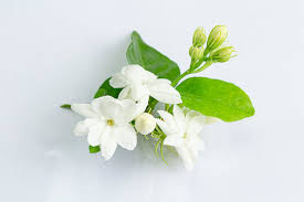 Mogra Aroma Diffuser Oil 1L Wildflower Essentials