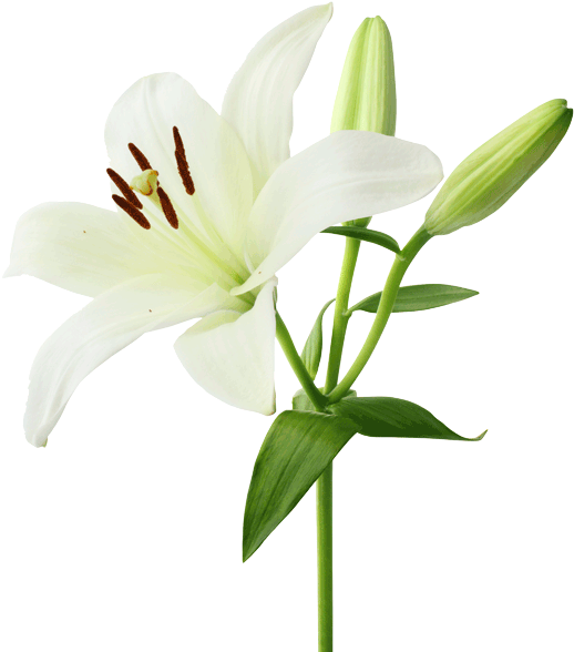 White lily Aroma Diffuser Oil 1L Wildflower Essentials