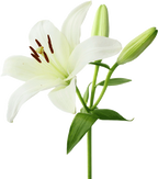 White lily Aroma Diffuser Oil 1L Wildflower Essentials